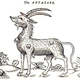Image for article titled How Europeans Imagined Exotic Animals Centuries Ago, Based on Hearsay